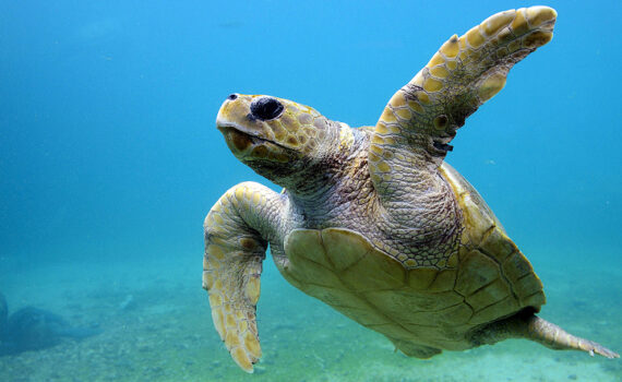 Kompozice obrazu hlavní motiv