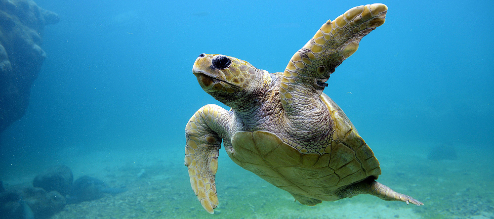 Kompozice obrazu hlavní motiv