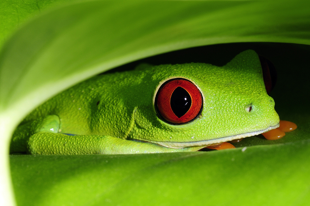 Kompozice obrazu - středová kompozice
