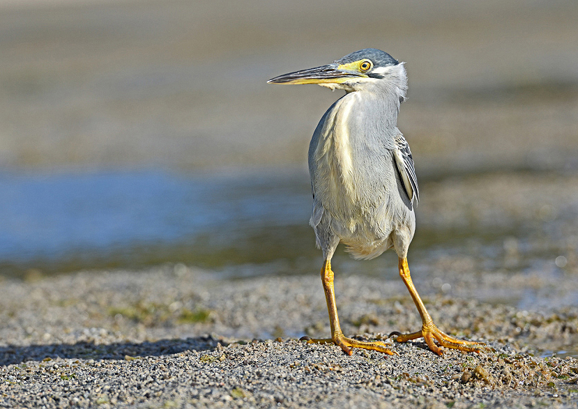 Kompozice obrazu - volné místo ve směru pohledu