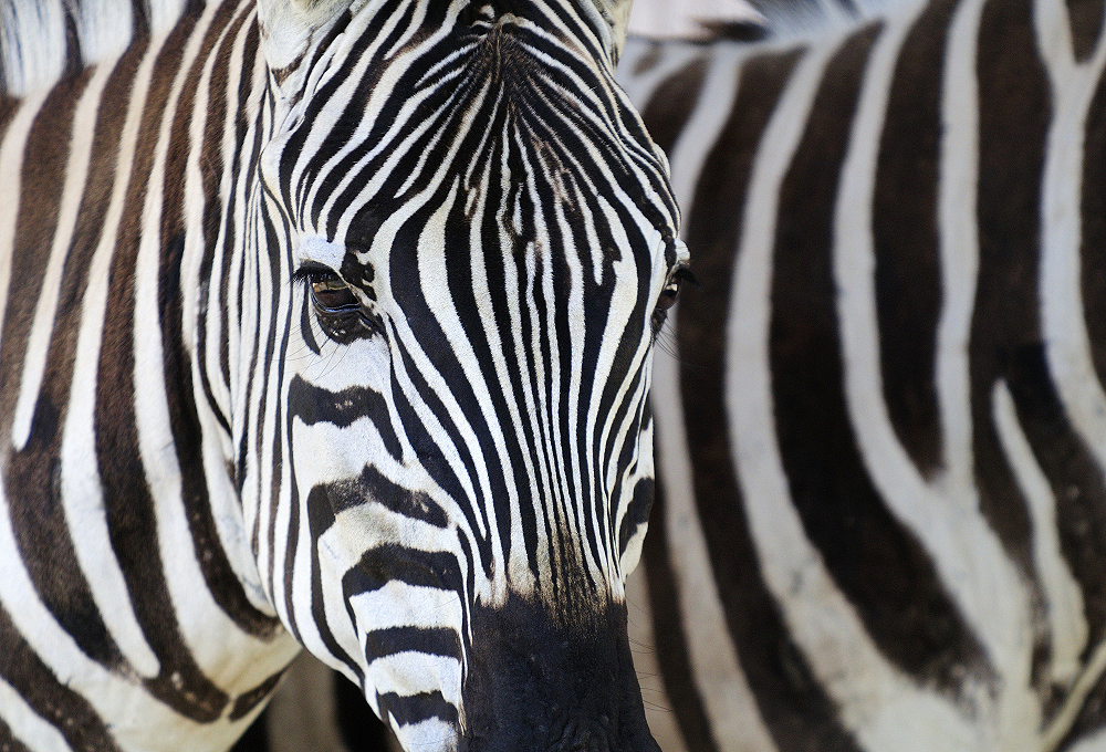 Kompozice obrazu - rytmus - zebra Kompozice obrazu - rytmus - zebra