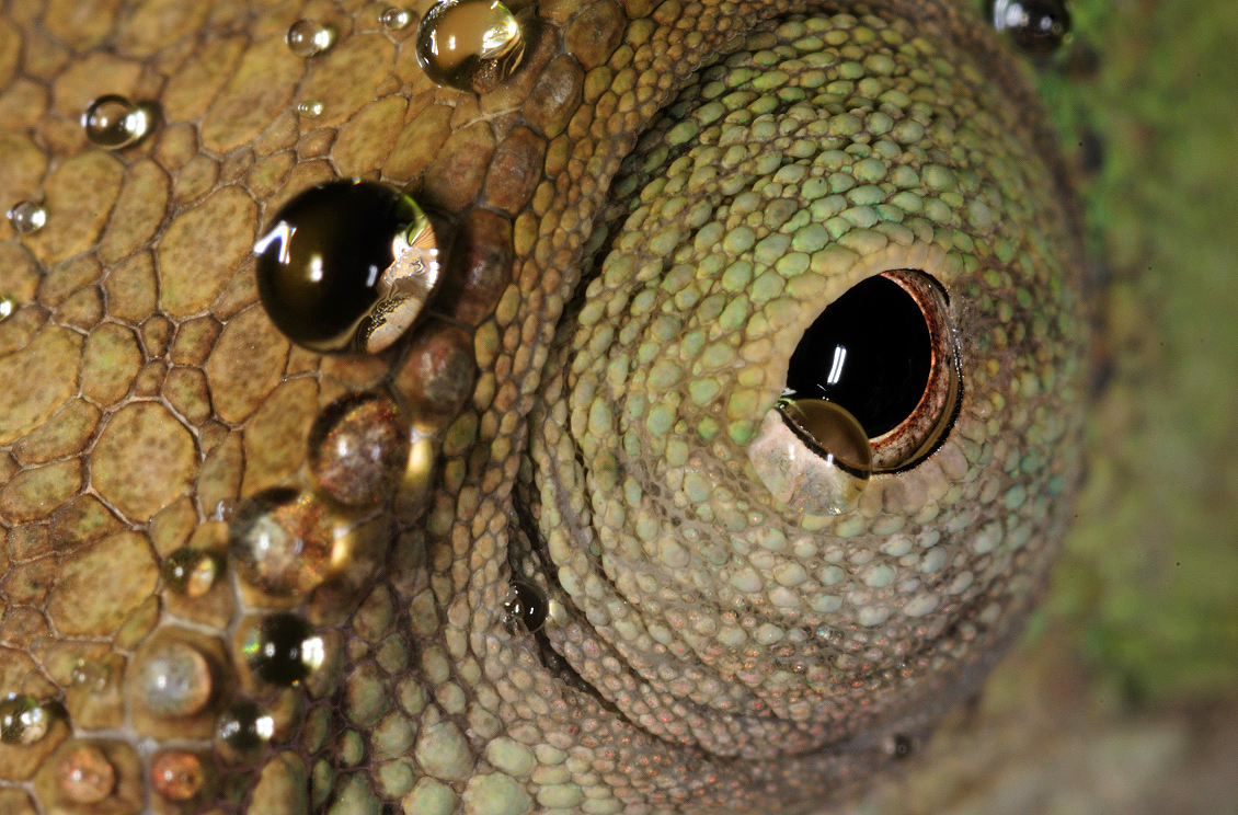 Makrofotografie chameleon oko