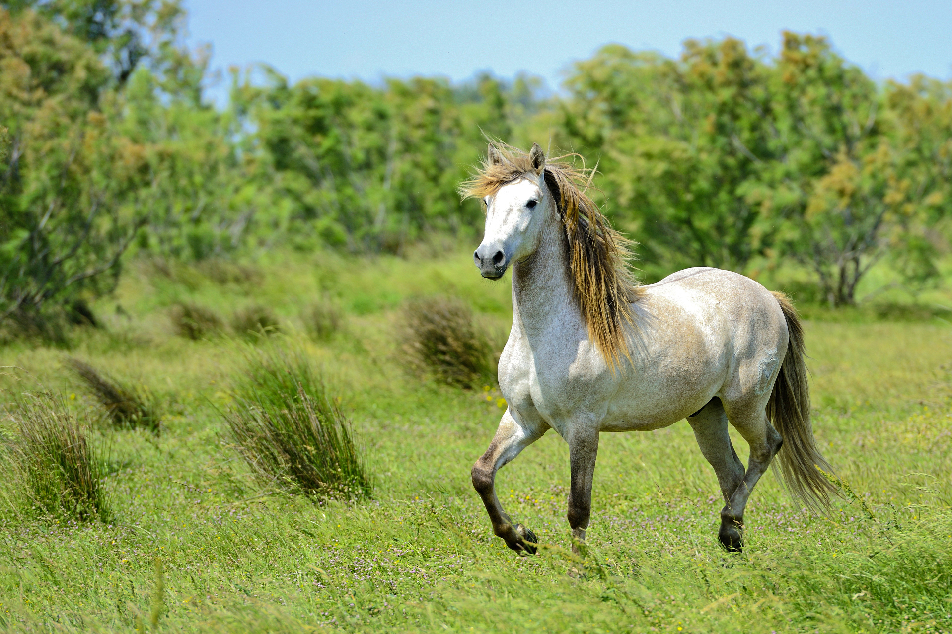 Kurz focení domácích mazlíčků