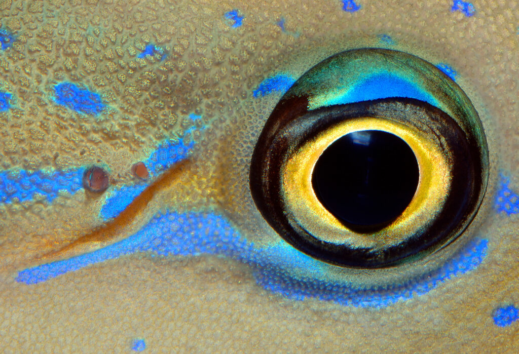 Makrofotografie oko