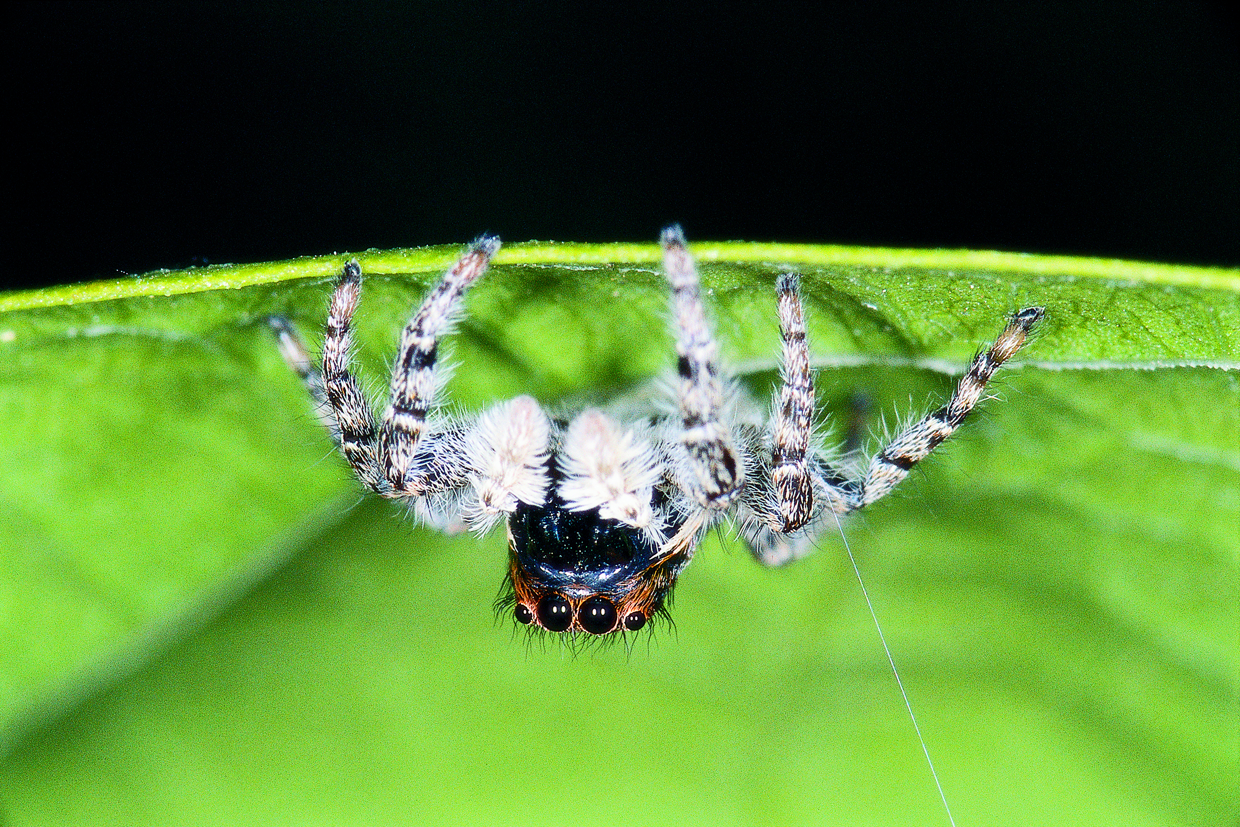 Makrofotografie-pavouk-skakavka-Michael-Fokt