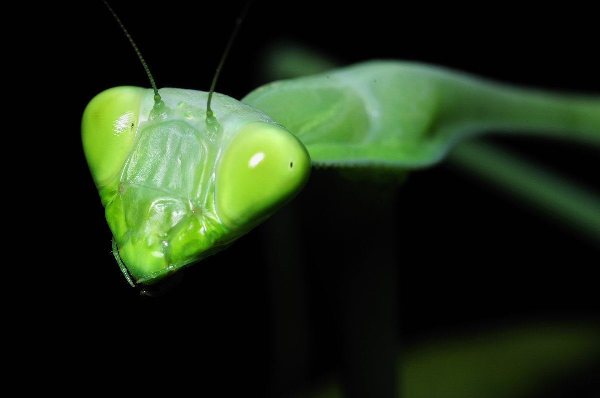 Kudlanka-detail-portrer-makrofotografie