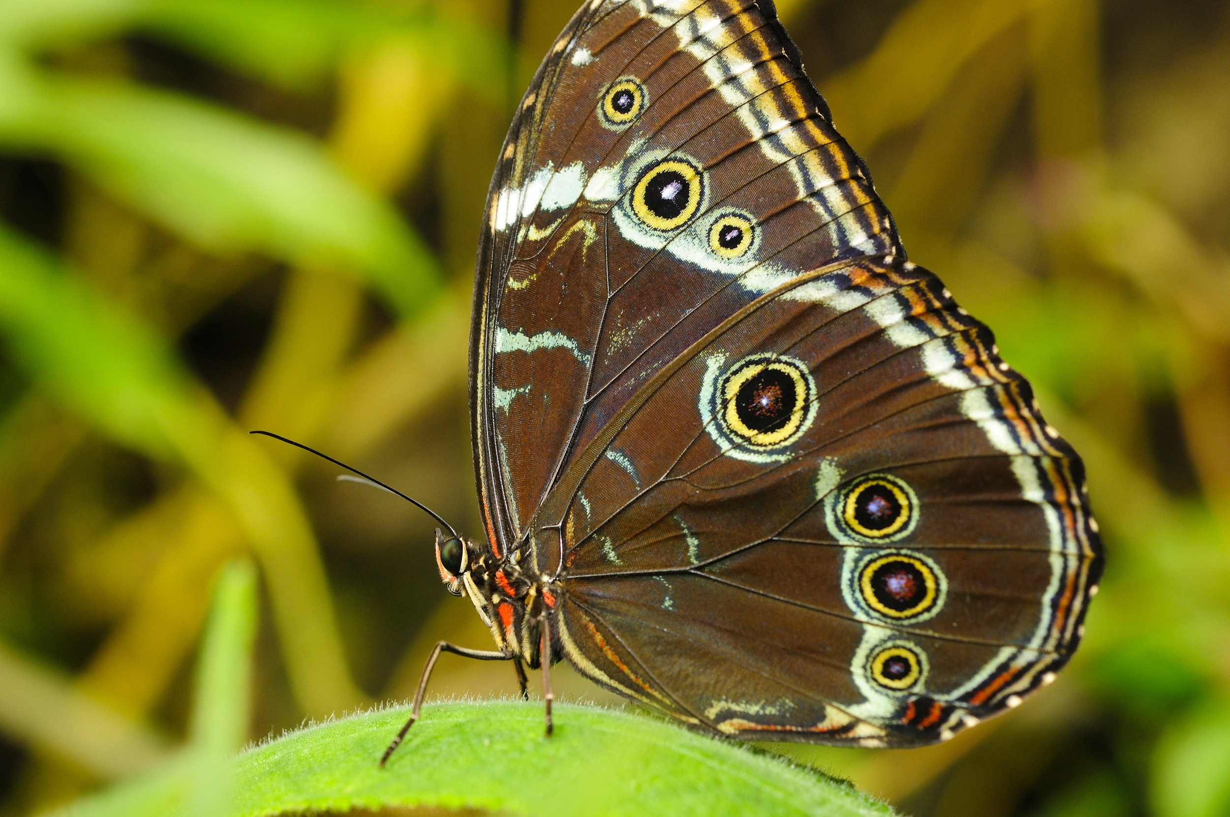 Makrofotografie-motyla-celek