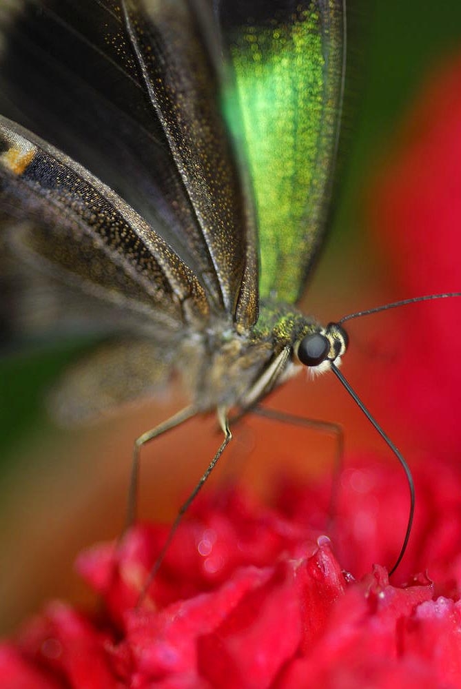 Makrofotografie-motyla-celek