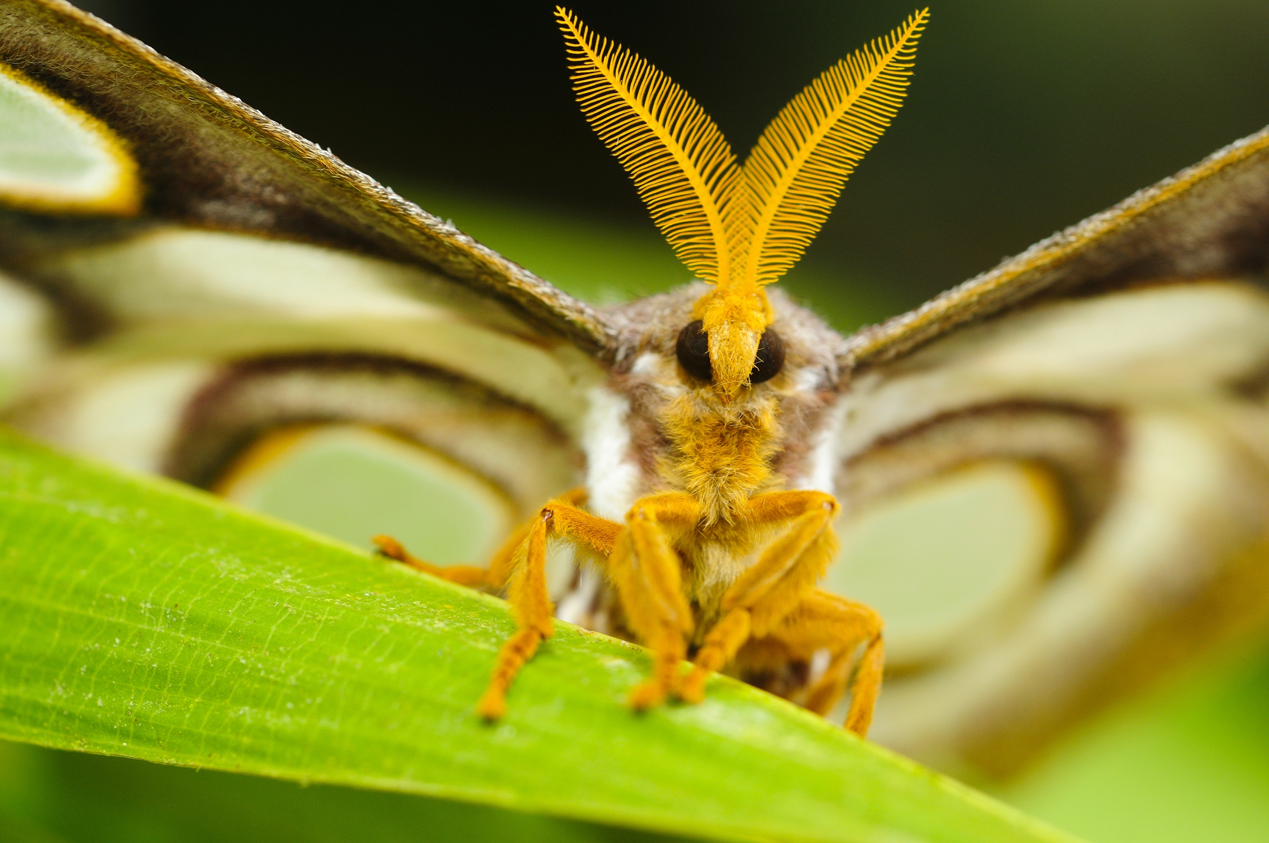 Makrofotografie-motyla-celek