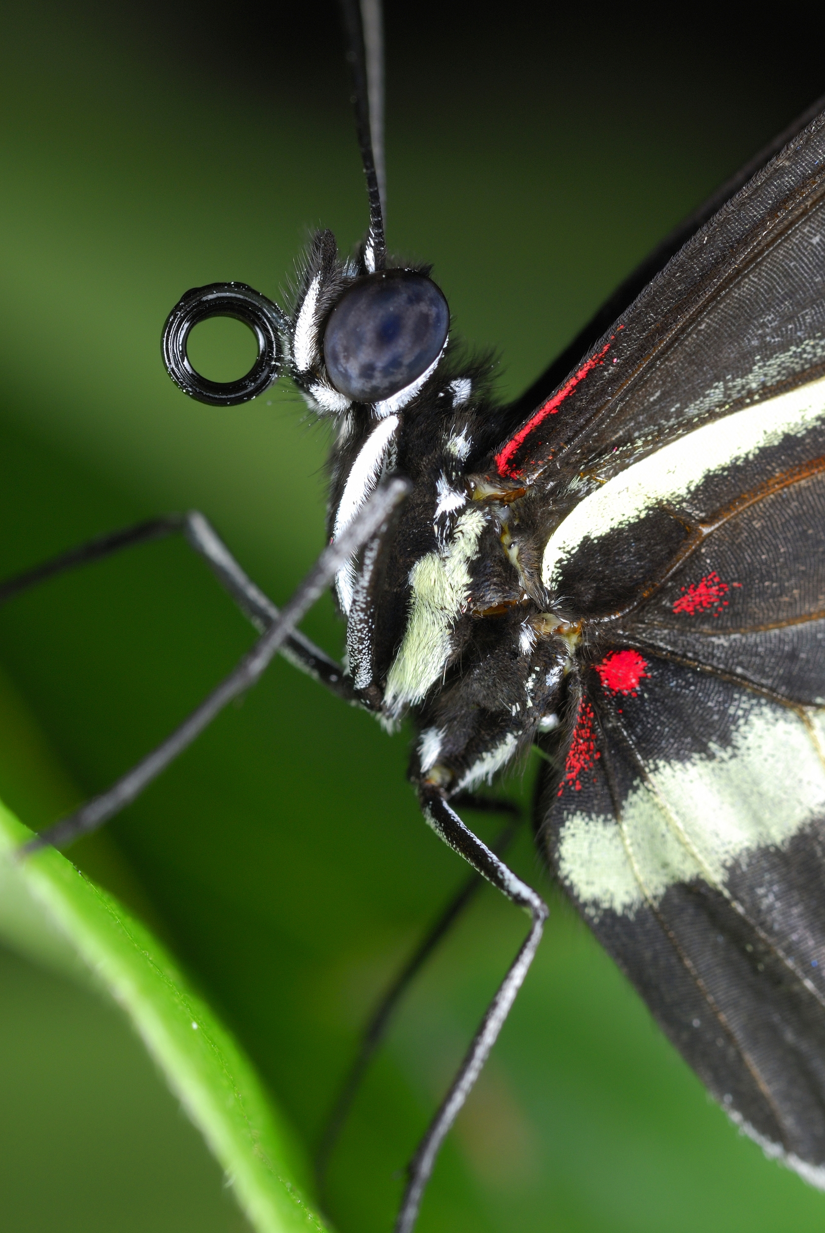 Makrofotografie-motyla-polodetail