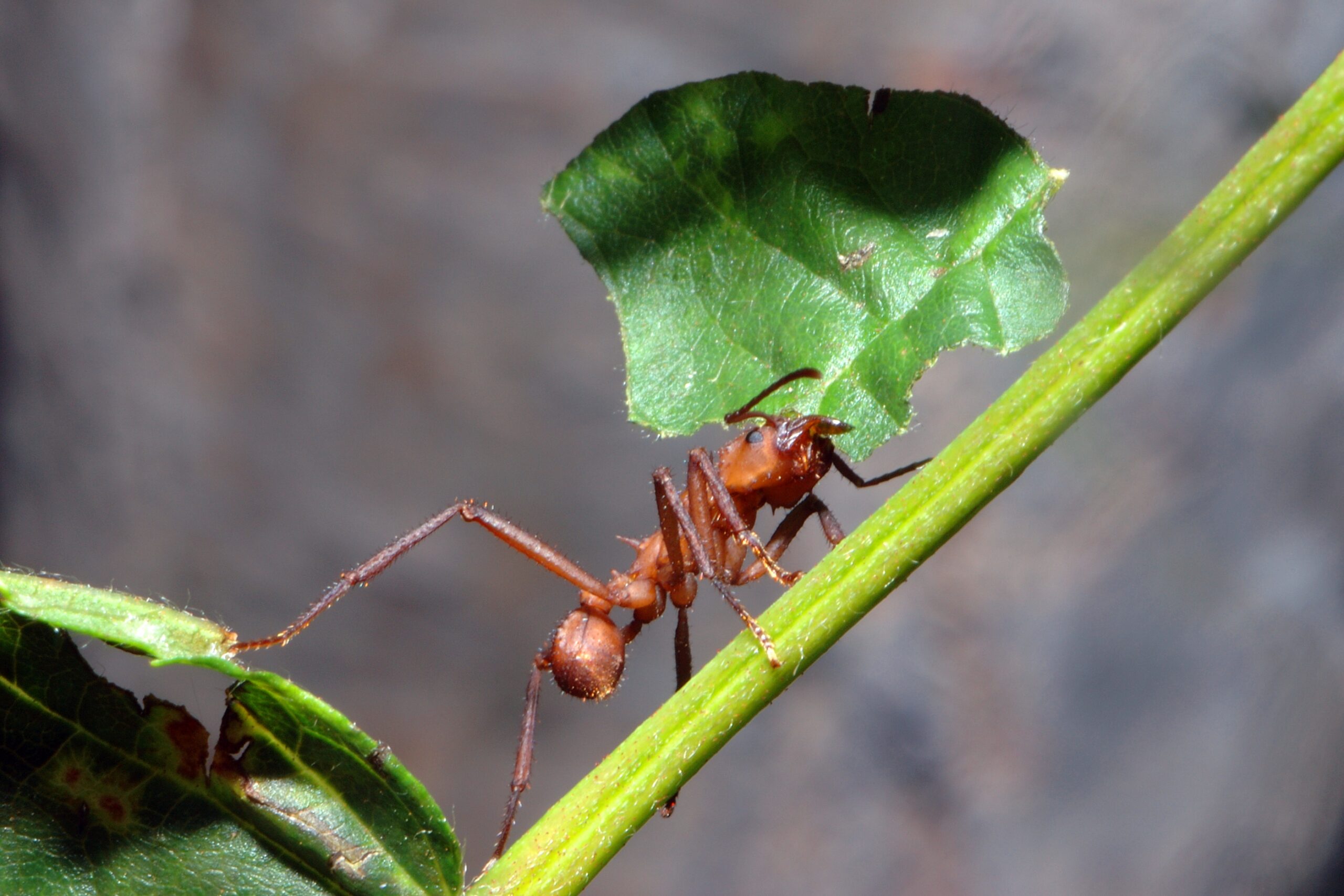 Makrofotografie-mravenec-ATTA-v-akci