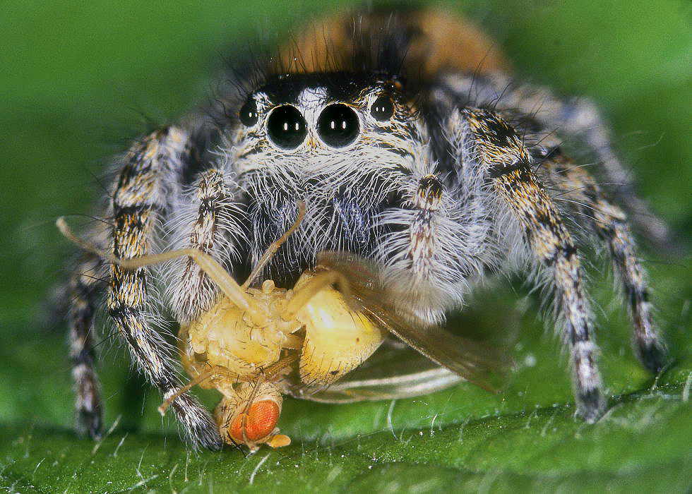 Makrofotografie-pavouka-skakavky-s-koristi