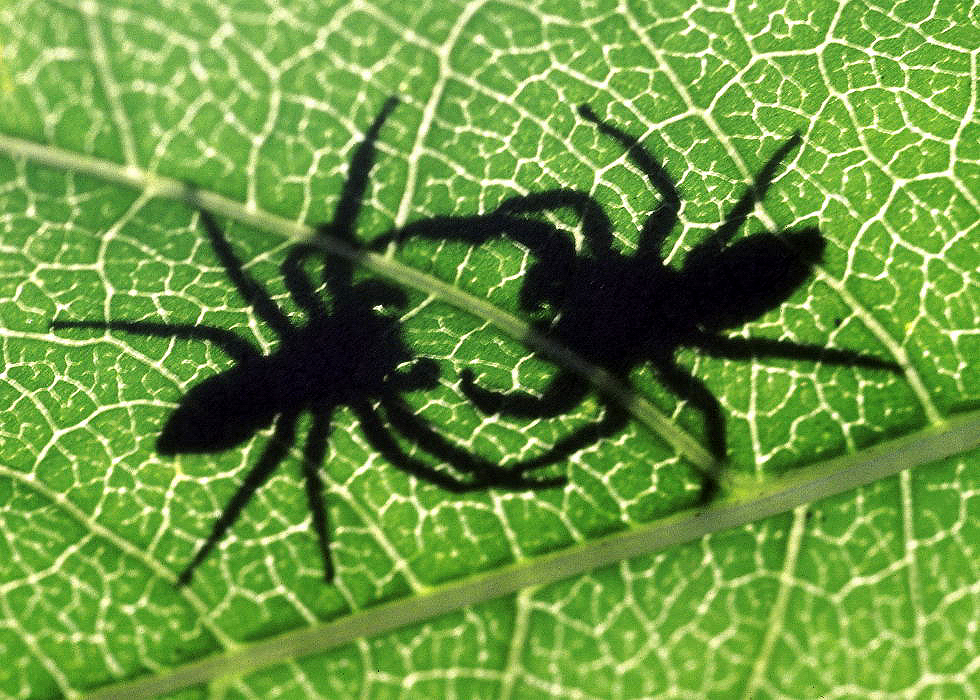 Makrofotografie-prace-se-svetlem