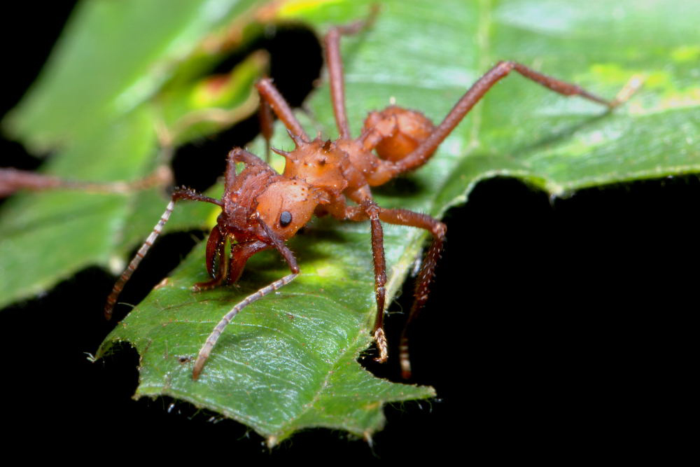 Makrofotografie-mravenec