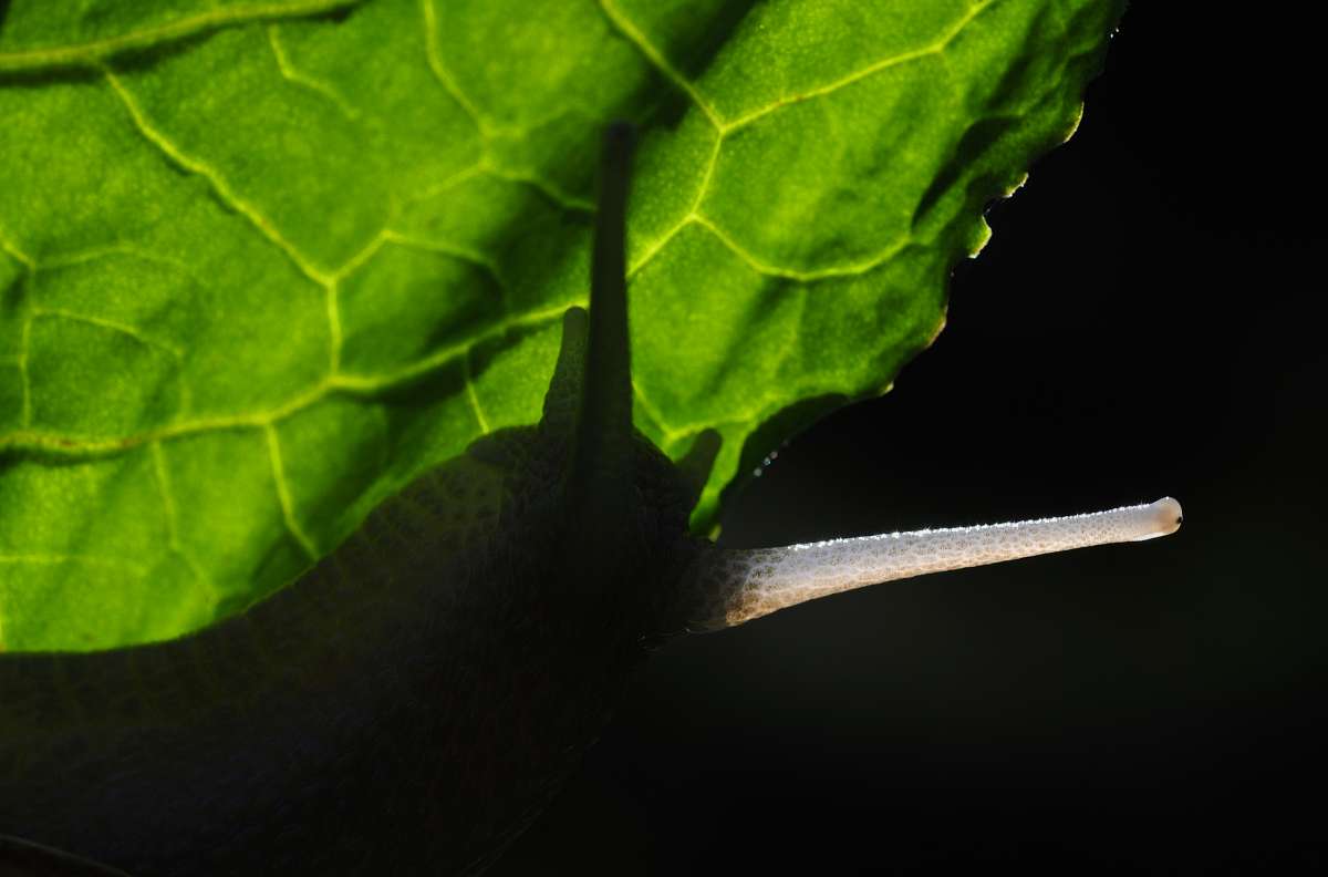 Makrofotografie-snek-protisvetlo